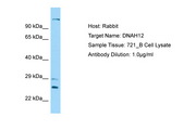 DNAH12 Antibody -  This image was taken for the unconjugated form of this product. Other forms have not been tested.