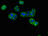 DNAH12 Antibody - Immunofluorescent analysis of HepG2 cells using DNAH12 Antibody at dilution of 1:100 and Alexa Fluor 488-congugated AffiniPure Goat Anti-Rabbit IgG(H+L)