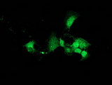 DNAJB2 Antibody - Anti-DNAJB2 mouse monoclonal antibody immunofluorescent staining of COS7 cells transiently transfected by pCMV6-ENTRY DNAJB2.