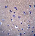 DNAJB6 Antibody - DNAJB6 Antibody immunohistochemistry of formalin-fixed and paraffin-embedded human brain tissue followed by peroxidase-conjugated secondary antibody and DAB staining.