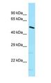 DNAJC21 Antibody - Dnajc21 antibody Western Blot of Mouse Small Intestine.  This image was taken for the unconjugated form of this product. Other forms have not been tested.