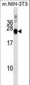 DNAJC5 / CSP Antibody - DNAJC5 Antibody western blot of mouse NIH-3T3 cell line lysates (35 ug/lane). The DNAJC5 antibody detected the DNAJC5 protein (arrow).