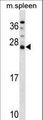 DNAJC5B Antibody - DNAJC5B Antibody western blot of mouse spleen tissue lysates (35 ug/lane). The DNAJC5B antibody detected the DNAJC5B protein (arrow).