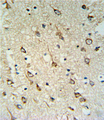 DNAJC6 Antibody - DNAJC6 Antibody IHC of formalin-fixed and paraffin-embedded human brain tissue followed by peroxidase-conjugated secondary antibody and DAB staining.