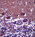 DNAL4 / Dynein Light Chain 4 Antibody - DNAL4 Antibody immunohistochemistry of formalin-fixed and paraffin-embedded human cerebellum tissue followed by peroxidase-conjugated secondary antibody and DAB staining.
