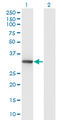 DNALI1 Antibody - Western Blot analysis of DNALI1 expression in transfected 293T cell line by DNALI1 monoclonal antibody (M04A), clone 2H3.Lane 1: DNALI1 transfected lysate (Predicted MW: 29.7 KDa).Lane 2: Non-transfected lysate.