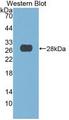 DNASE1 / DNase I Antibody - Western Blot;Sample: Recombinant DNASE1, Human.