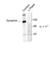 DNM1 / Dynamin Antibody - Western blot of rat hippocampal lysate stimulated with forskolin showing specific immunolabeling of the ~95k dynamin phosphorylated at Ser774 (Control). The phosphospecificity of this labeling is shown in the second lane (lambda-phosphatase: l-Ptase). The blot is identical to the control except that it was incubated in ll-Ptase (1200 units for 30 min) before being exposed to the Anti-Ser774 dynamin. The immunolabeling is completely eliminated by treatment with l-Ptase.