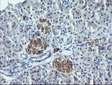 DNM1L / DRP1 Antibody - IHC of paraffin-embedded Human pancreas tissue using anti-DNM1L mouse monoclonal antibody. (Heat-induced epitope retrieval by 10mM citric buffer, pH6.0, 120°C for 3min).