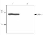 DNMT / DNMT1 Antibody - Western blot of antibody to detect DNMT1 levels in T24 cells. Lane 1:50 ugs of total protein lysate from untreated T24 cells. Lane 2:50 ugs of total protein lysate treated with 0.5 uM 5-Aza-Deoxycytidine for 3 days.