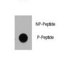 DNMT / DNMT1 Antibody - Dot blot of anti-Dnmt1 Phospho-specific antibody on nitrocellulose membrane. 50ng of Phospho-peptide or Non Phospho-peptide per dot were adsorbed. Antibody working concentrations are 0.5ug per ml.