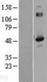 DNPEP Protein - Western validation with an anti-DDK antibody * L: Control HEK293 lysate R: Over-expression lysate