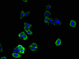 DOCK7 Antibody - Immunofluorescent analysis of HepG2 cells using DOCK7 Antibody at a dilution of 1:100 and Alexa Fluor 488-congugated AffiniPure Goat Anti-Rabbit IgG(H+L)