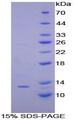 CXCL10 / IP-10 Protein - Recombinant Interferon Gamma Induced Protein 10kDa By SDS-PAGE
