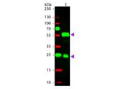 Guinea Pig IgG Antibody - Western Blot of Donkey anti-Guinea Pig IgG Pre-Absorbed Rhodamine Conjugated Secondary Antibody. Lane 1: Guinea Pig IgG. Lane 2: None. Load: 50 ng per lane. Primary antibody: None. Secondary antibody: Rhodamine donkey secondary antibody at 1:1,000 for 60 min at RT.