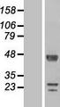 DPCD Protein - Western validation with an anti-DDK antibody * L: Control HEK293 lysate R: Over-expression lysate