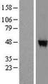 DPH7 / WDR85 Protein - Western validation with an anti-DDK antibody * L: Control HEK293 lysate R: Over-expression lysate