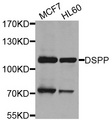 DPP / DSPP Antibody - Western blot analysis of extracts of various cells.