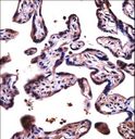 DPY19L4 Antibody - D19L4 Antibody immunohistochemistry of formalin-fixed and paraffin-embedded human placenta tissue followed by peroxidase-conjugated secondary antibody and DAB staining.