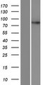 DPY19L4 Protein - Western validation with an anti-DDK antibody * L: Control HEK293 lysate R: Over-expression lysate