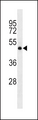DRD2 / Dopamine Receptor D2 Antibody - DRD2 Antibody western blot of mouse NIH-3T3 cell line lysates (35 ug/lane). The DRD2 antibody detected the DRD2 protein (arrow).
