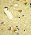 DRD4 / Dopamine Receptor D4 Antibody - Formalin-fixed and paraffin-embedded human brain tissue reacted with DRD4 Antibody , which was peroxidase-conjugated to the secondary antibody, followed by DAB staining. This data demonstrates the use of this antibody for immunohistochemistry; clinical relevance has not been evaluated.