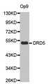 DRD5 / Dopamine Receptor D5 Antibody - Western blot analysis of extracts of Op9 cell lysate, using DRD5 antibody.