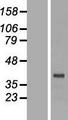 DRG2 Protein - Western validation with an anti-DDK antibody * L: Control HEK293 lysate R: Over-expression lysate