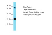 DRGX Antibody -  This image was taken for the unconjugated form of this product. Other forms have not been tested.