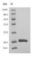 Ubc6 Protein - (Tris-Glycine gel) Discontinuous SDS-PAGE (reduced) with 5% enrichment gel and 15% separation gel.