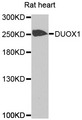 DUOX Antibody - Western blot analysis of extracts of rat heart cells.