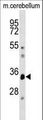 DUSP12 Antibody - DUSP12 Antibody western blot of mouse cerebellum tissue lysates (35 ug/lane). The DUSP12 antibody detected the DUSP12 protein (arrow).