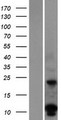 DUSP15 Protein - Western validation with an anti-DDK antibody * L: Control HEK293 lysate R: Over-expression lysate