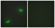 DUSP16 / MKP7 Antibody - Immunofluorescence analysis of HepG2 cells, using DUSP16 Antibody. The picture on the right is blocked with the synthesized peptide.