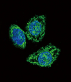 DUSP6 / MKP3 Antibody - Confocal immunofluorescence of DUSP6 Antibody with HeLa cell followed by Alexa Fluor 488-conjugated goat anti-rabbit lgG (green). DAPI was used to stain the cell nuclear (blue).