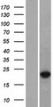 DUX3 Protein - Western validation with an anti-DDK antibody * L: Control HEK293 lysate R: Over-expression lysate