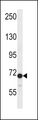 DVL2 / Dishevelled 2 Antibody - DVL2 Antibody western blot of CEM cell line lysates (35 ug/lane). The DVL2 antibody detected the DVL2 protein (arrow).