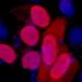 DYKDDDDK Tag Antibody - Immunofluorescent analysis of FLAG-tag staining in 293T cells transfected with a Flag-tag protein. Formalin-fixed cells were permeabilized with 0.1% Triton X-100 in TBS for 5-10 minutes and blocked with 3% BSA-PBS for 30 minutes at room temperature. Cells were probed with the primary antibody in 3% BSA-PBS and incubated overnight at 4 deg C in a humidified chamber. Cells were washed with PBST and incubated with a DyLight 594-conjugated secondary antibody (red) in PBS at room temperature in the dark. DAPI was used to stain the cell nuclei (blue).
