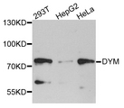 DYM Antibody - Western blot analysis of extracts of various cell lines.