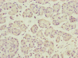 Dynactin 3 / DCTN3 Antibody - Immunohistochemistry of paraffin-embedded human pancreatic tissue at dilution of 1:100