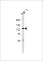 DZIP1 Antibody - Western blot of lysate from THP-1 cell line, using DZIP1 antibody diluted at 1:1000. A goat anti-rabbit IgG H&L (HRP) at 1:10000 dilution was used as the secondary antibody. Lysate at 20 ug.
