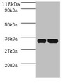 E. coli dcyD Antibody - Western blot All lanes: dcyD antibody at 2µg/ml + DH5a whole cell lysate Secondary Goat polyclonal to rabbit IgG at 1/10000 dilution Predicted band size: 35 kDa Observed band size: 35 kDa