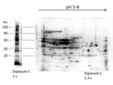 E. coli / Escherichia coli Antibody - 2D Western Blot of anti-E.coli Host Cell Protein antibody. Load: 35 µg Total HCP. Primary antibody: Rabbit anti-HCP antibody at 1:2000 for overnight at 4°C. Secondary antibody: Goat anti-rabbit secondary antibody at 1:10,000 for 30 min at RT.