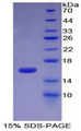 HTRA1 Protein - Recombinant HtrA Serine Peptidase 1 By SDS-PAGE