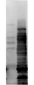 E. coli LMW Proteins Antibody - Western Blot of Rabbit anti-HCP antibody. Lane 1: Molecular Weight. Lane 2: Total HCP. Load: 10ug per lane. Primary antibody: Rabbit anti-HCP cocktail at 1:1000 for overnight at 4 degrees C. Secondary antibody: Goat anti-rabbit secondary antibody at 1:10,000 for 30 min at RT. Block: MB-070 for 1 hour at RT.