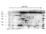 E. coli LMW Proteins Antibody - 2D Western Blot of anti-E.coli Low Molecular Weight Host Cell Protein antibody. Load: 35 µg LMW HCP. Primary antibody: Rabbit anti-LMW-HCP antibody at 1:200 for overnight at 4°C. Secondary antibody: Goat anti-rabbit secondary antibody at 1:10,000 for 30 min at RT. Block: MB-070 for 1 hour at RT.