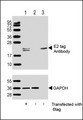 E2 Tag Antibody - All lanes: Anti-E2 tag Antibody at 1:1000 dilution (upper) or GAPDH (lower) Lane 1: 293T/17 transfected with 6tag lysate (1ug) Lane 2: Non-transfected 293T/17 lysate (1ug) Lane 3: 6tag recombinant protein lysate (0. 5ug) Secondary Goat Anti-Rabbit IgG, (H+L), Peroxidase conjugated at 1/10000 dilution. Predicted band size: 21 kDa Blocking/Dilution buffer: 5% NFDM/TBST.
