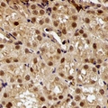 E6AP / UBE3A Antibody - Immunohistochemical analysis of E6AP staining in rat kidney formalin fixed paraffin embedded tissue section. The section was pre-treated using heat mediated antigen retrieval with sodium citrate buffer (pH 6.0). The section was then incubated with the antibody at room temperature and detected using an HRP conjugated compact polymer system. DAB was used as the chromogen. The section was then counterstained with hematoxylin and mounted with DPX.