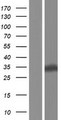 EAN57 Protein - Western validation with an anti-DDK antibody * L: Control HEK293 lysate R: Over-expression lysate