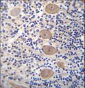 EAPP Antibody - EAPP Antibody immunohistochemistry of formalin-fixed and paraffin-embedded human cerebellum tissue followed by peroxidase-conjugated secondary antibody and DAB staining.